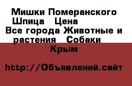 Мишки Померанского Шпица › Цена ­ 60 000 - Все города Животные и растения » Собаки   . Крым